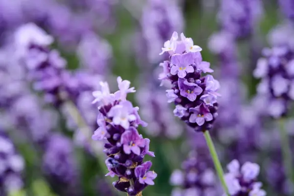 How to grow lavender