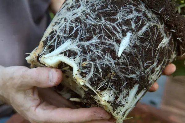 How to grow alstroemerias - fleshy alstroemeria roots