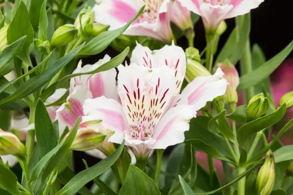 How to grow alstroemerias - Alstroemeria 