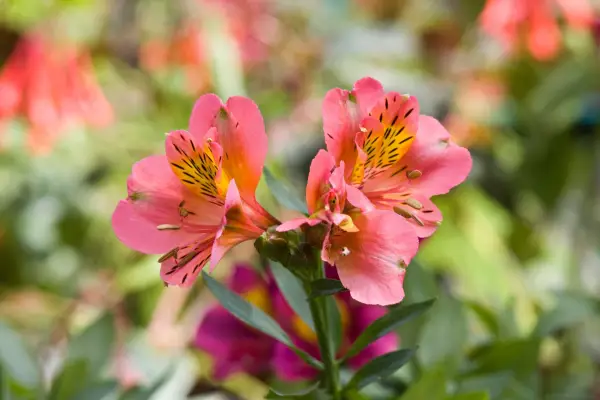 Hvordan plante, vokse og ta vare på Alstroemeria (peruansk lilje)