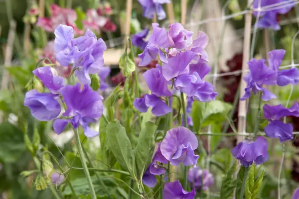 Lathyrus odoratus 