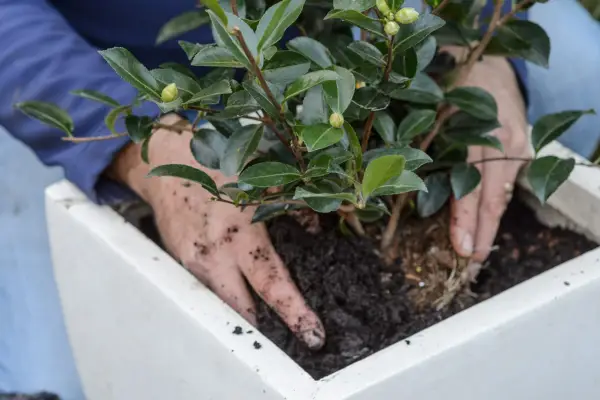 Planting a camellia in a container