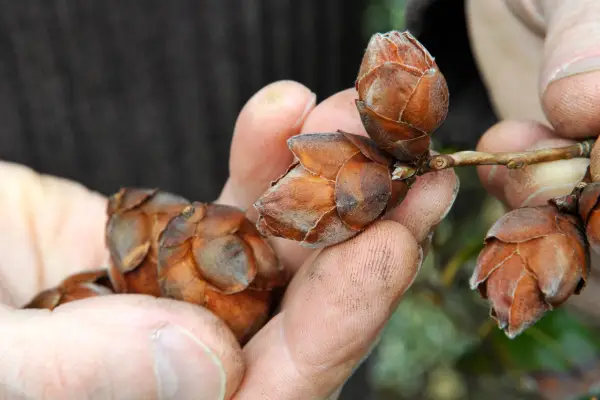 Frost-damaged camellia flower buds