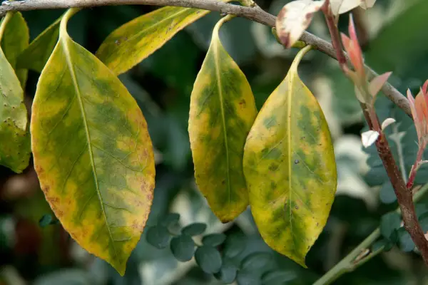 Chlorotic camellia leaves due to alkaline soil