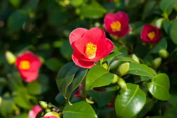 Camellia 