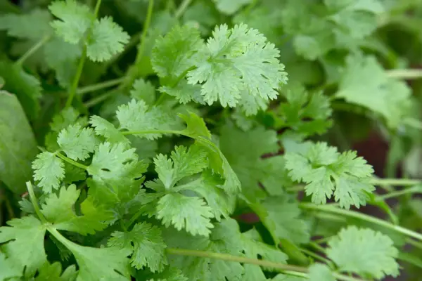 How to grow coriander - coriander varieties to try