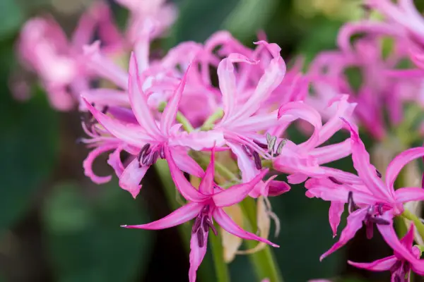 Jak pěstovat Nerines