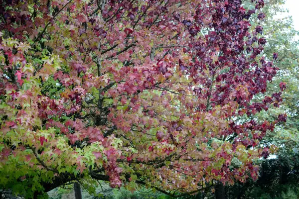 Liquidamber leaves and seed balls. Getty Images