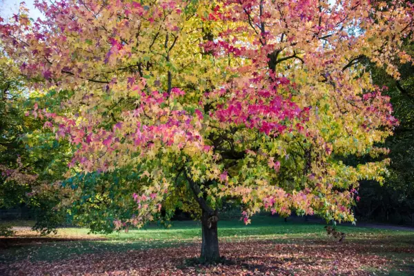 Sweet gum tree. Getty Images