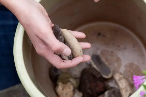 How to pot up plants - adding crocks