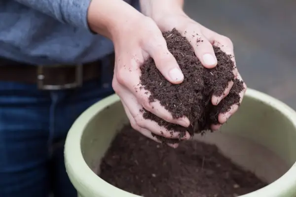 How to pot up plants - adding compost