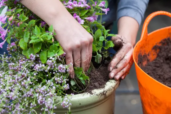 How to pot up plants - filling in around the rootball