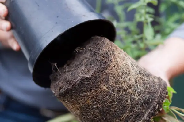 Jak podnieść rośliny