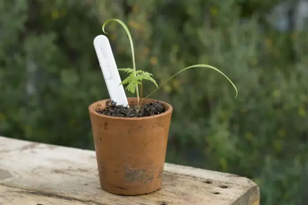 Young seedling in a pot