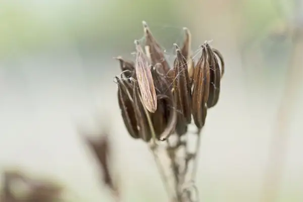 How to sow fresh seed in autumn