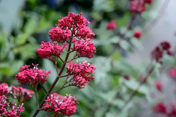 Centranthus ruber