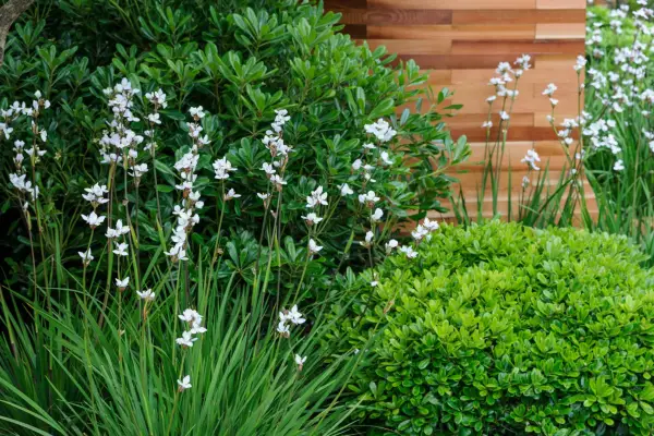 Libertia and pittosporum