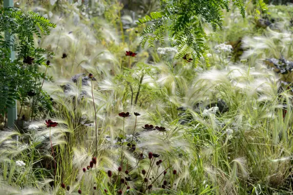 Hordeum jubatum with chocolate cosmos, sanguisorba, anaphalis and angelica