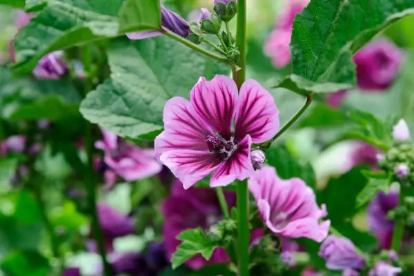 Malva sylvestris 