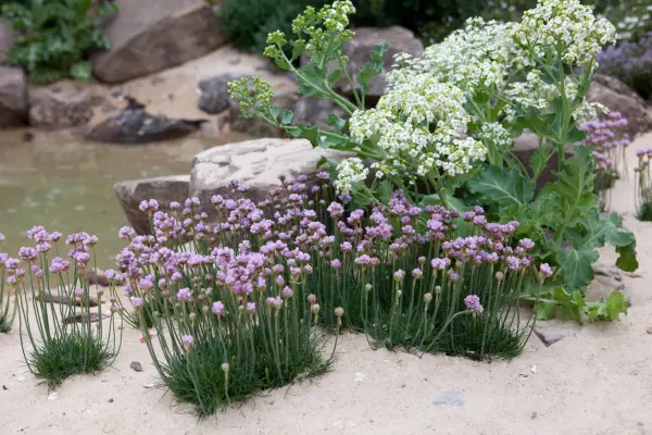 Sea thrift, Armeria maritima