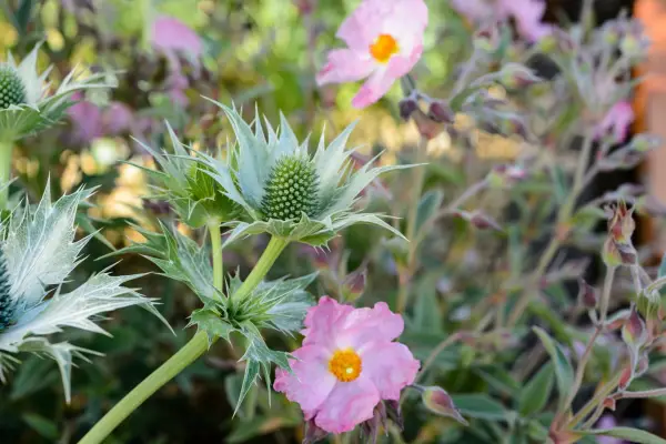 Eryngium giganteum 