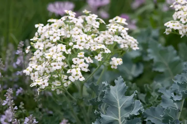 Crambe maritima