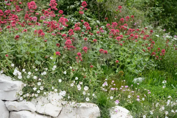 Plants for a coastal garden