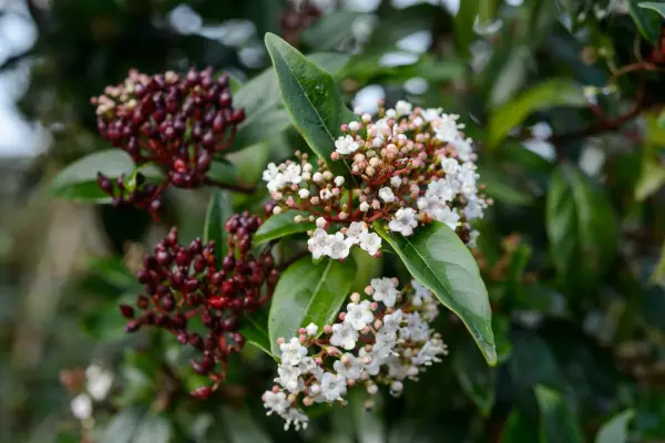 Viburnum tinus 