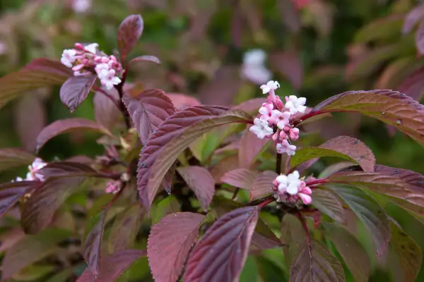 Viburnum bodnantense 