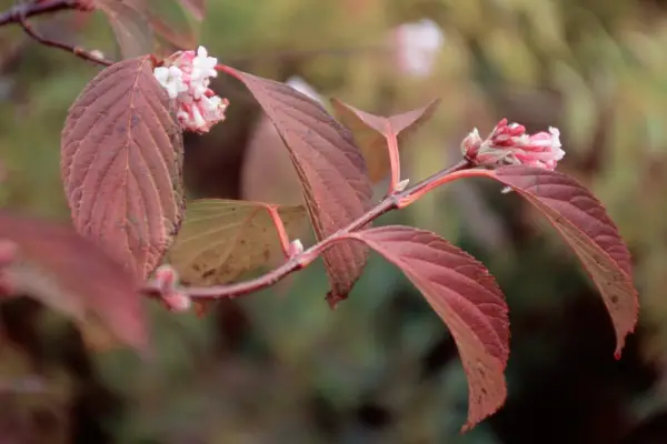 Viburnum x bodnantense ‘Charles Lamont’