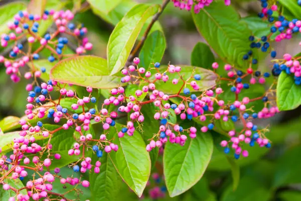 Viburnum nudum