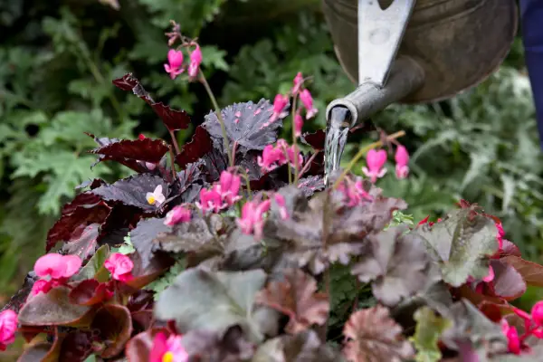 Watering the display