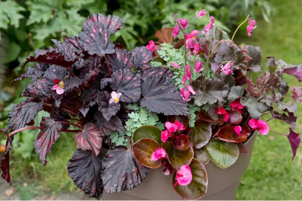 Begonia and bleeding heart pot display