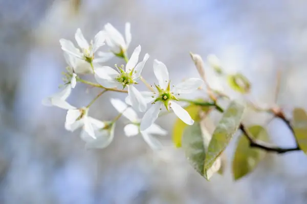Snowy mespilus, Amelanchier lamarckii