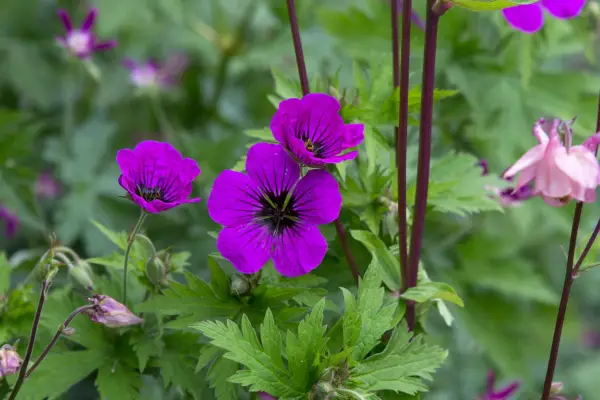 Geranium psilostemon in flower
