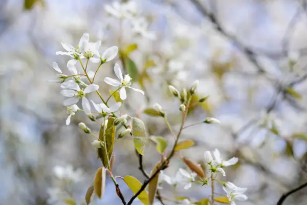 Snowy mespilus, Amelanchier lamarckii