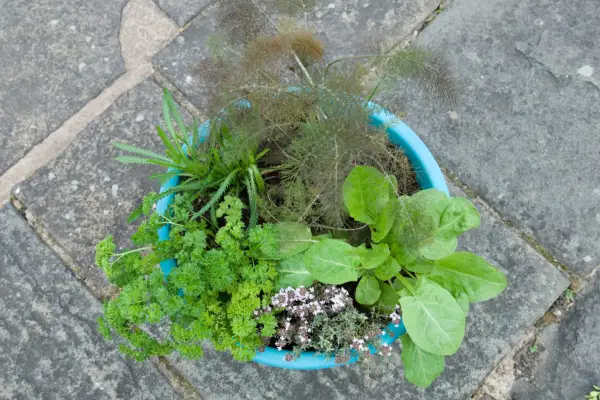 Herb pot for fish dishes