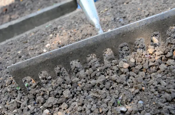 Growing radishes - raking the soil level