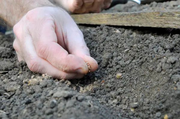 Growing radishes - sowing radish seed