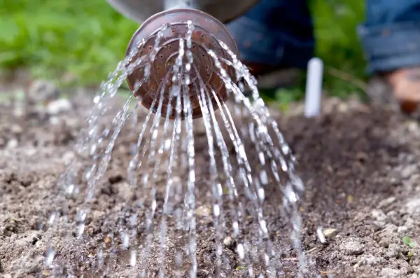 Growing radishes - watering the ground