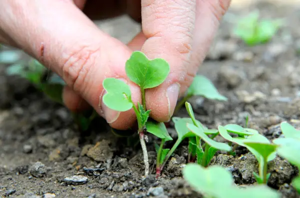 Growing radishes - thinning out radish seedlings