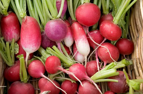 How to grow radishes from seed