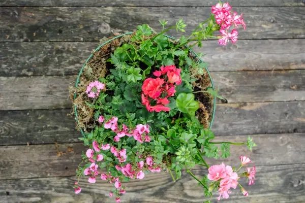 Nemesia, Diascia a Pelargonium visiaci kôš