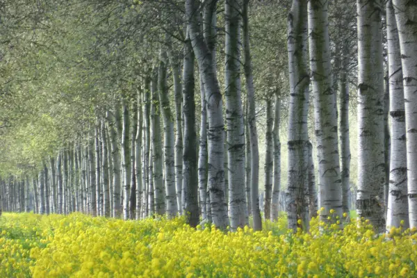 Grey poplar. Getty Images