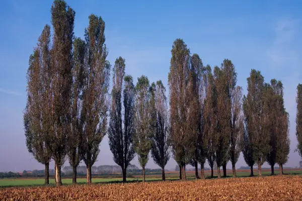 Black poplar trees. Getty Images