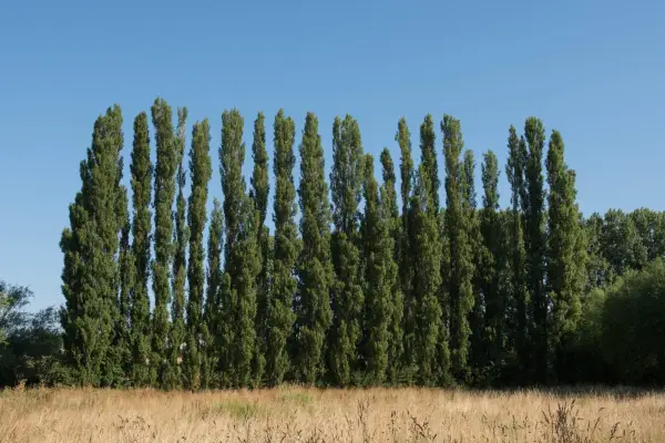 Lombardy poplar. Getty Images