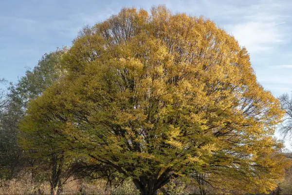 Aspen tree. Getty Images