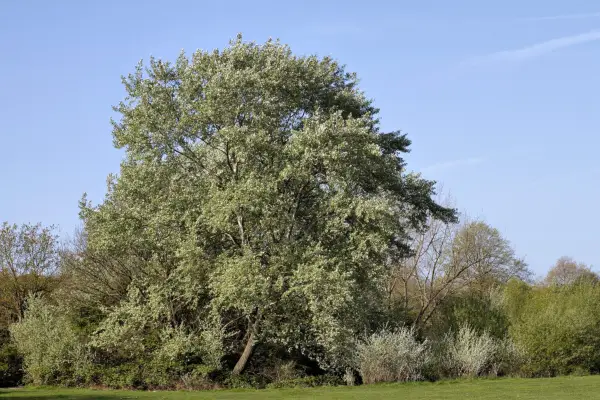 White poplar tree. Getty Images