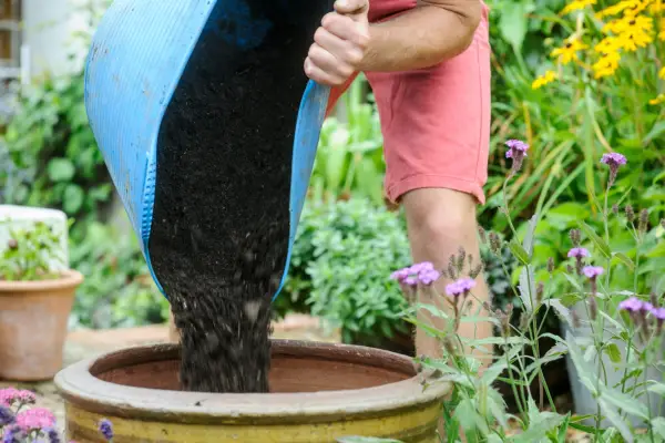 Using peat-free John Innes compost to fill a pot