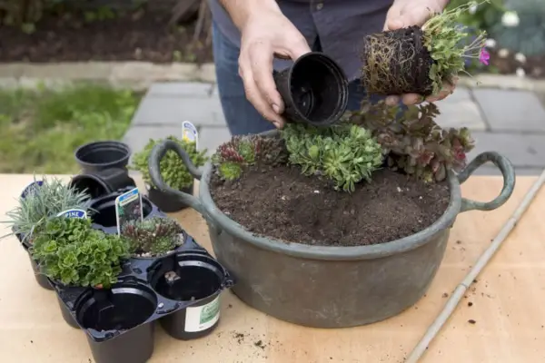 Alpine container - planting the succulents